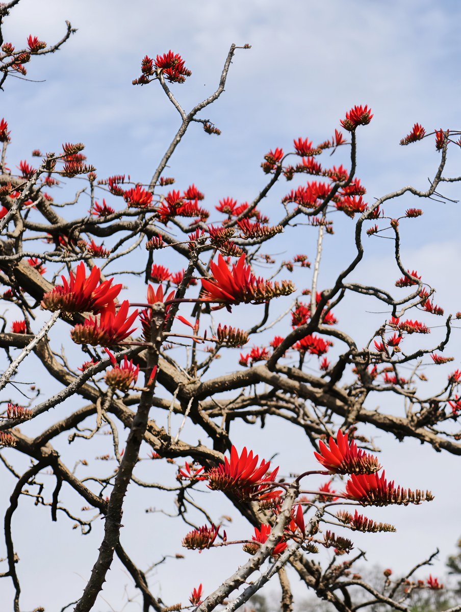 ib_ifs's tweet image. Coral tree or Pangara (Local)
bare branches, a red carpet for birds
#CoralTree
#SpringBloom
#Anthophile 
#Red #Himachal