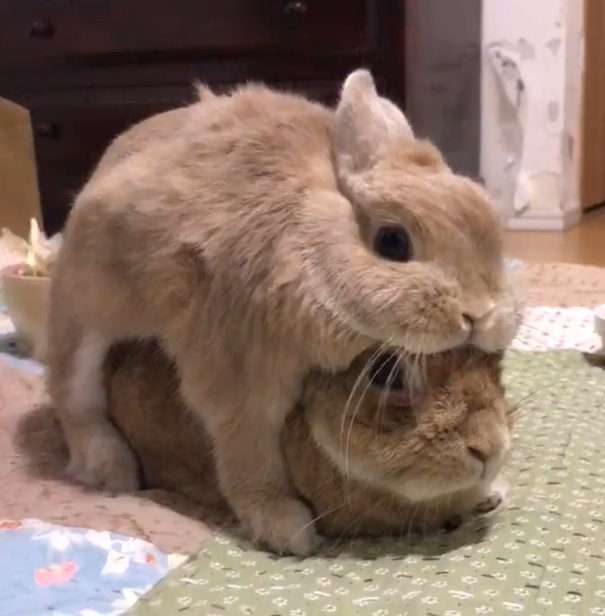 vin 🐇 tweet media