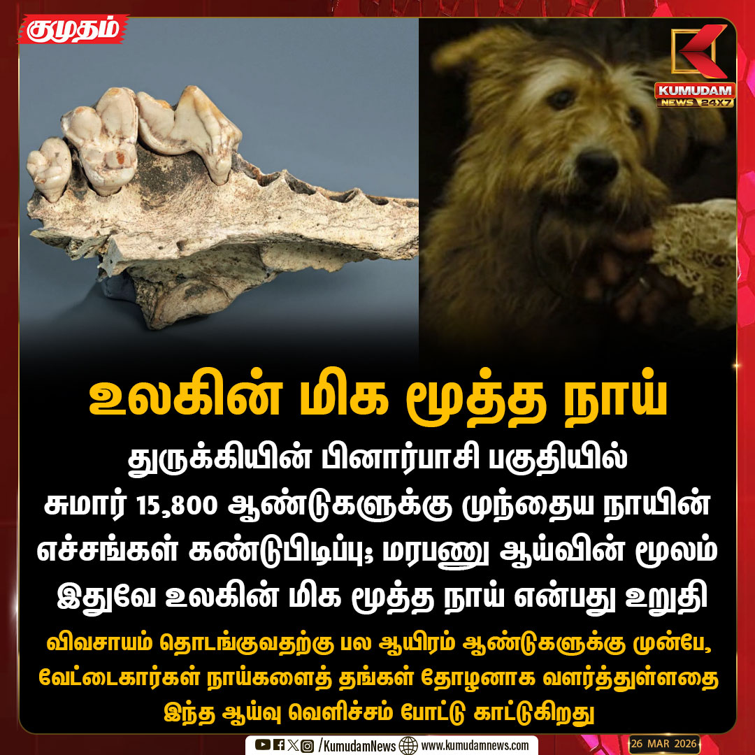 kumudamNews24x7's tweet image. உலகின் மிக மூத்த நாய்

#turkey | #dog | #GeneticResearch | #Kumudamnews24x7 | kumudamnews.com