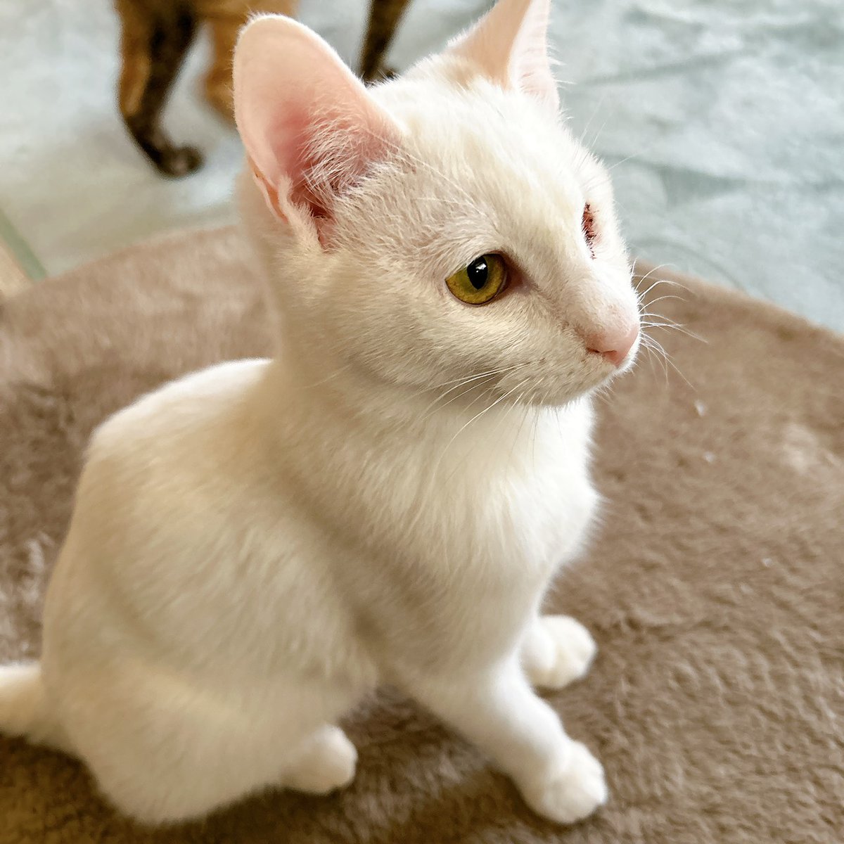 保護猫ボランティア見習い tweet media