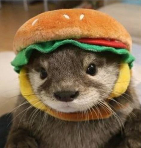 🍁🍂🦦Sasha🦦🍺🍎 tweet media