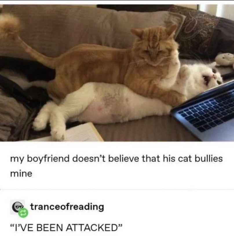 cats with powerful aura tweet media