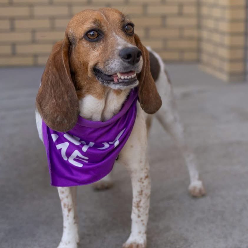 TriBeagles tweet media