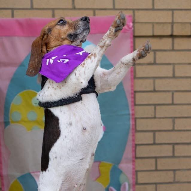 TriBeagles tweet media