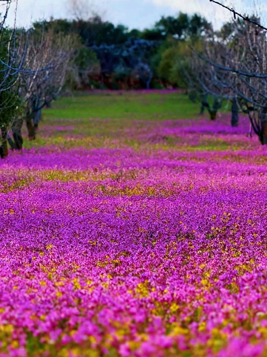 نور العمري tweet media