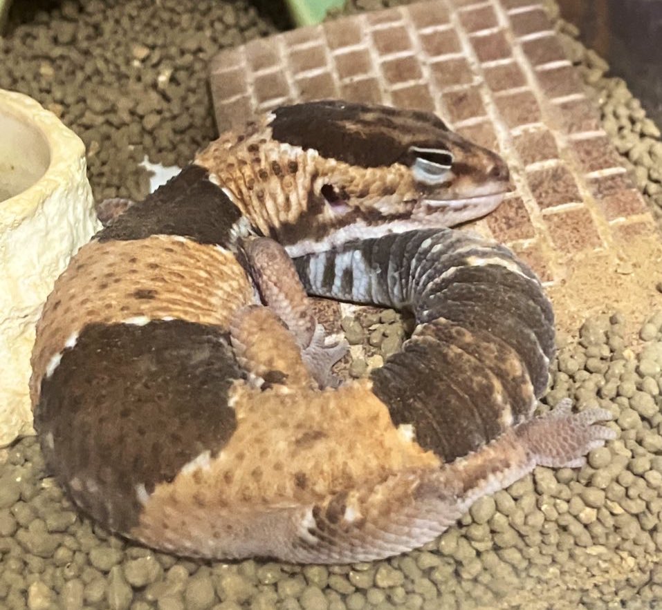 烏海@年末切り絵個展(２人展) tweet media