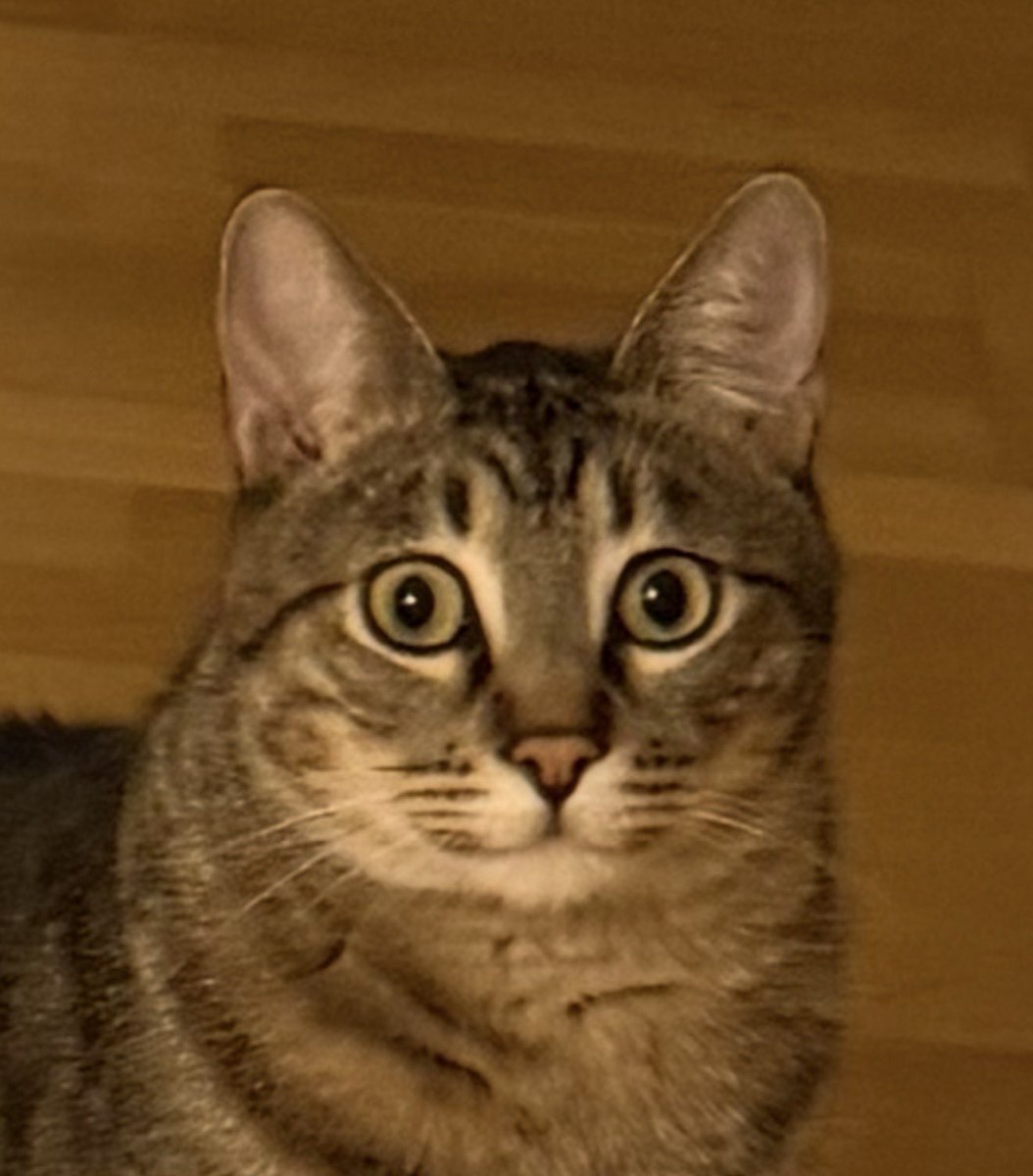 Бешлей tweet media