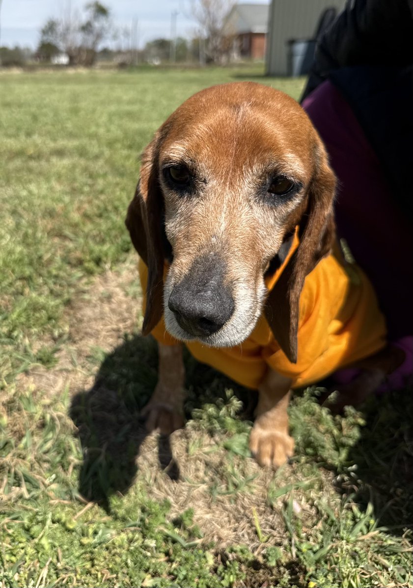 Lola Patolla tweet media