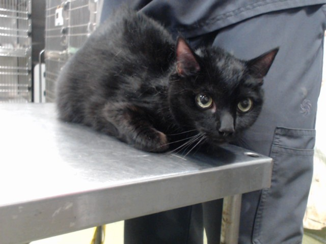 Ally Catmom tweet media