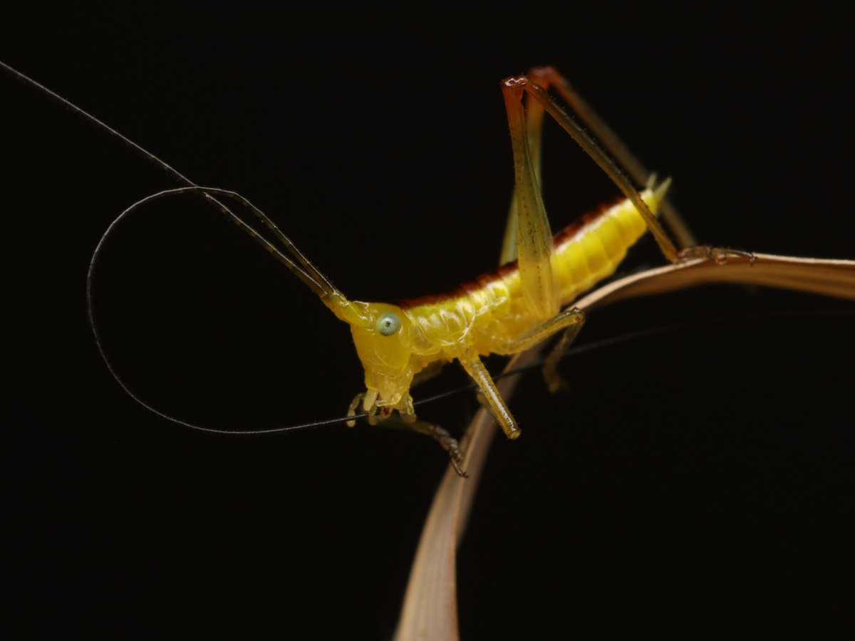 ヒデ@バッタラボ tweet media