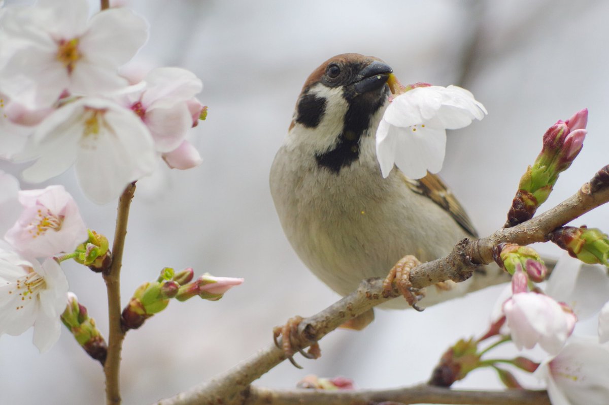 aerial2009's tweet photo. 今年も花ラッパの季節がやってきた🌸

#雀 #スズメ #すずめ #sparrow #鳥 #小鳥 #野鳥 #ちゅん活 #スズメ写真集 #bird #桜 #花ラッパ #盗蜜 https://t.co/BIhqKgXq8R