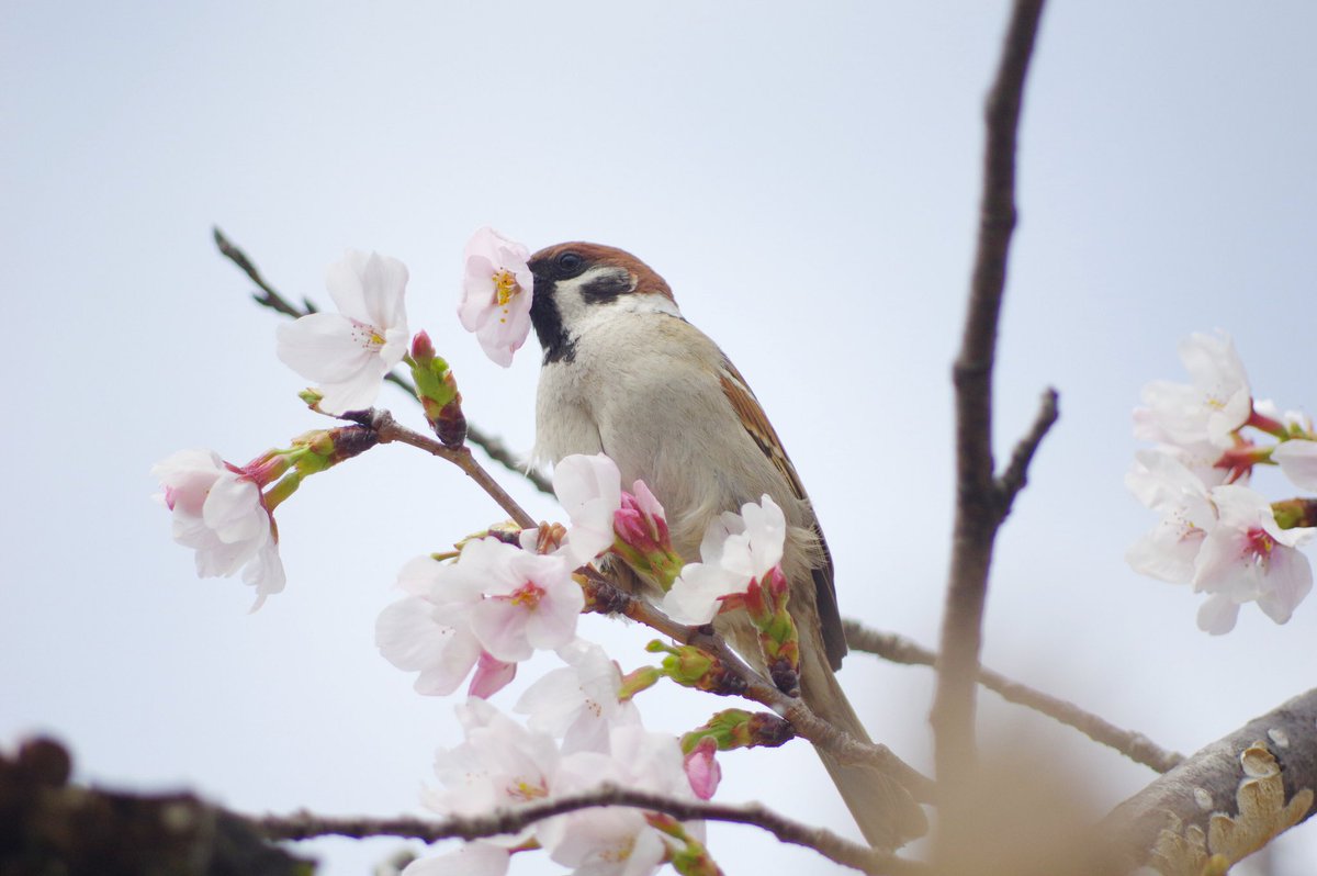 aerial2009's tweet photo. 今年も花ラッパの季節がやってきた🌸

#雀 #スズメ #すずめ #sparrow #鳥 #小鳥 #野鳥 #ちゅん活 #スズメ写真集 #bird #桜 #花ラッパ #盗蜜 https://t.co/BIhqKgXq8R