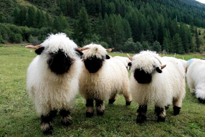 BiancoDavinci's tweet photo. The Valaise Blacknose Sheep, originally came from Switzerland. https://t.co/3huHIikzbH