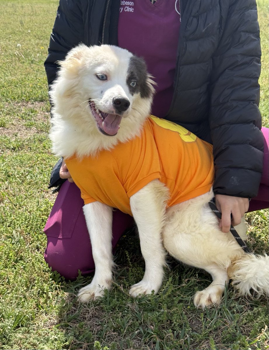 Lola Patolla tweet media