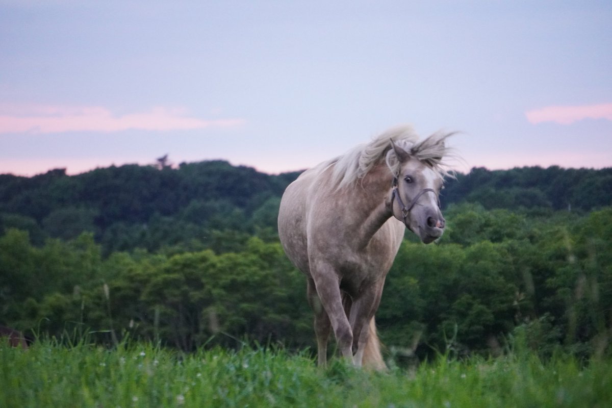 馬きち tweet media