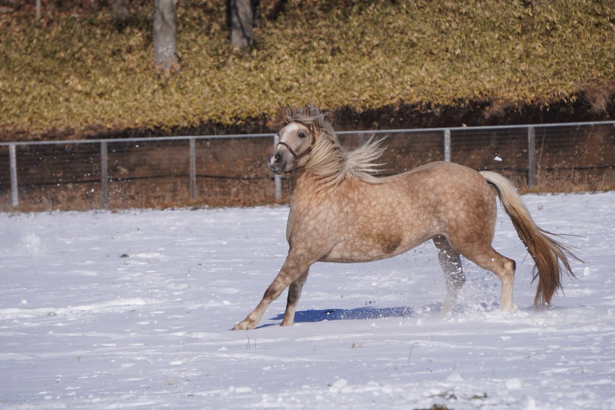 馬きち tweet media