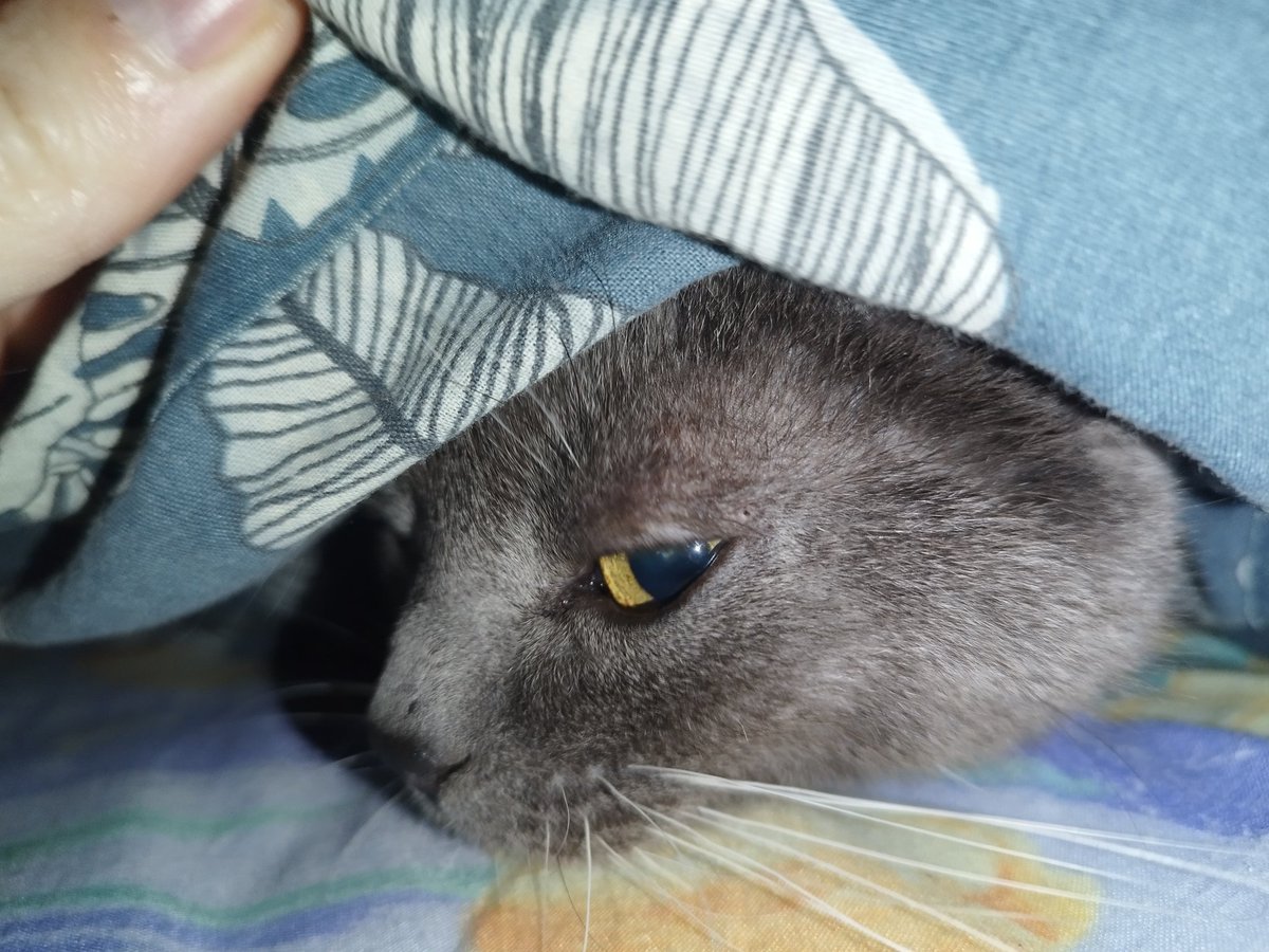 Pierre Gv tweet media