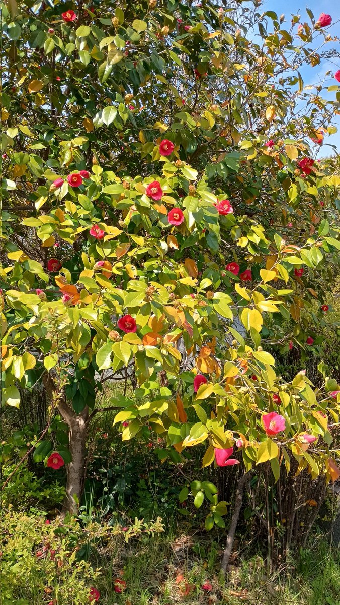 アミティエ ちゃこ tweet media