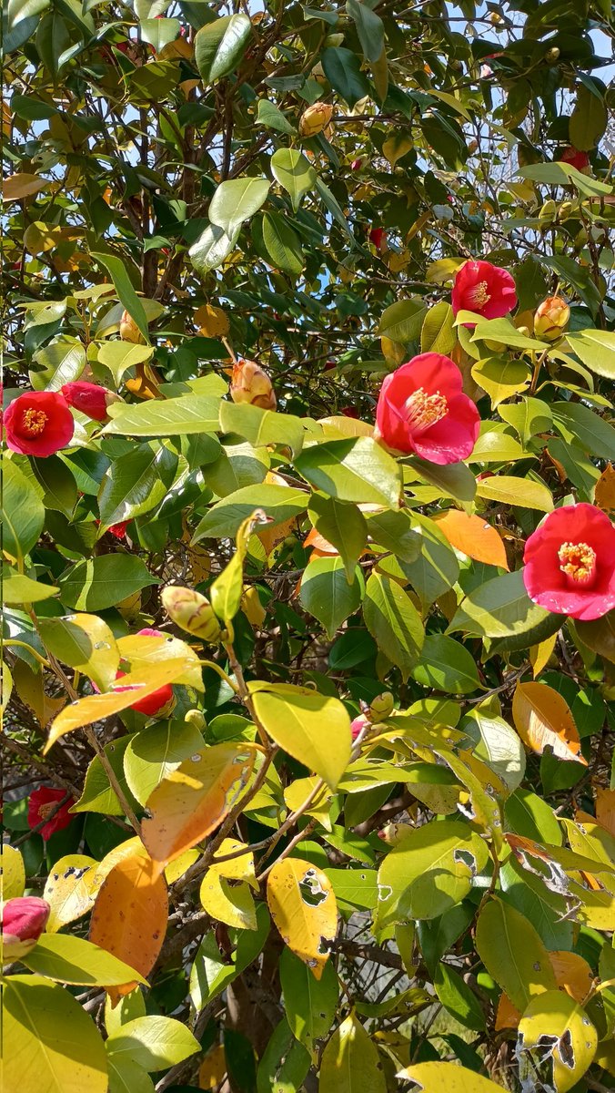 アミティエ ちゃこ tweet media