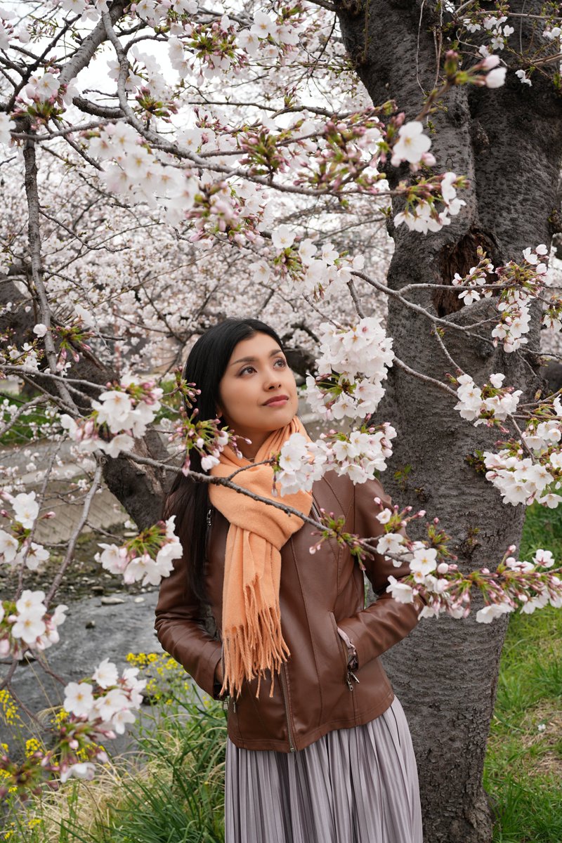 #桜撮影
今年も桜撮影ができましたまだ4分咲きくらいでしたが撮影スポットでは満開にみえますね