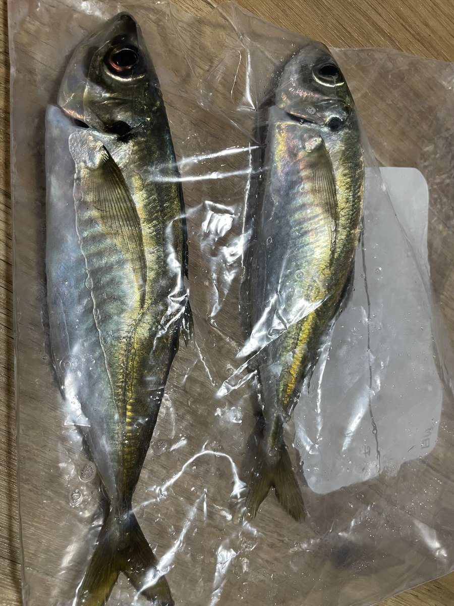 ミータ3＠ゴリオ tweet media