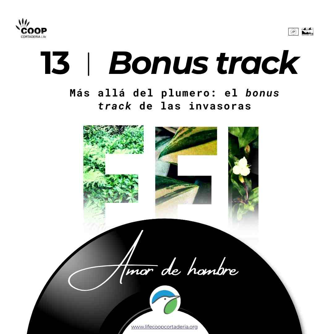 LIFE COOP Cortaderia tweet media