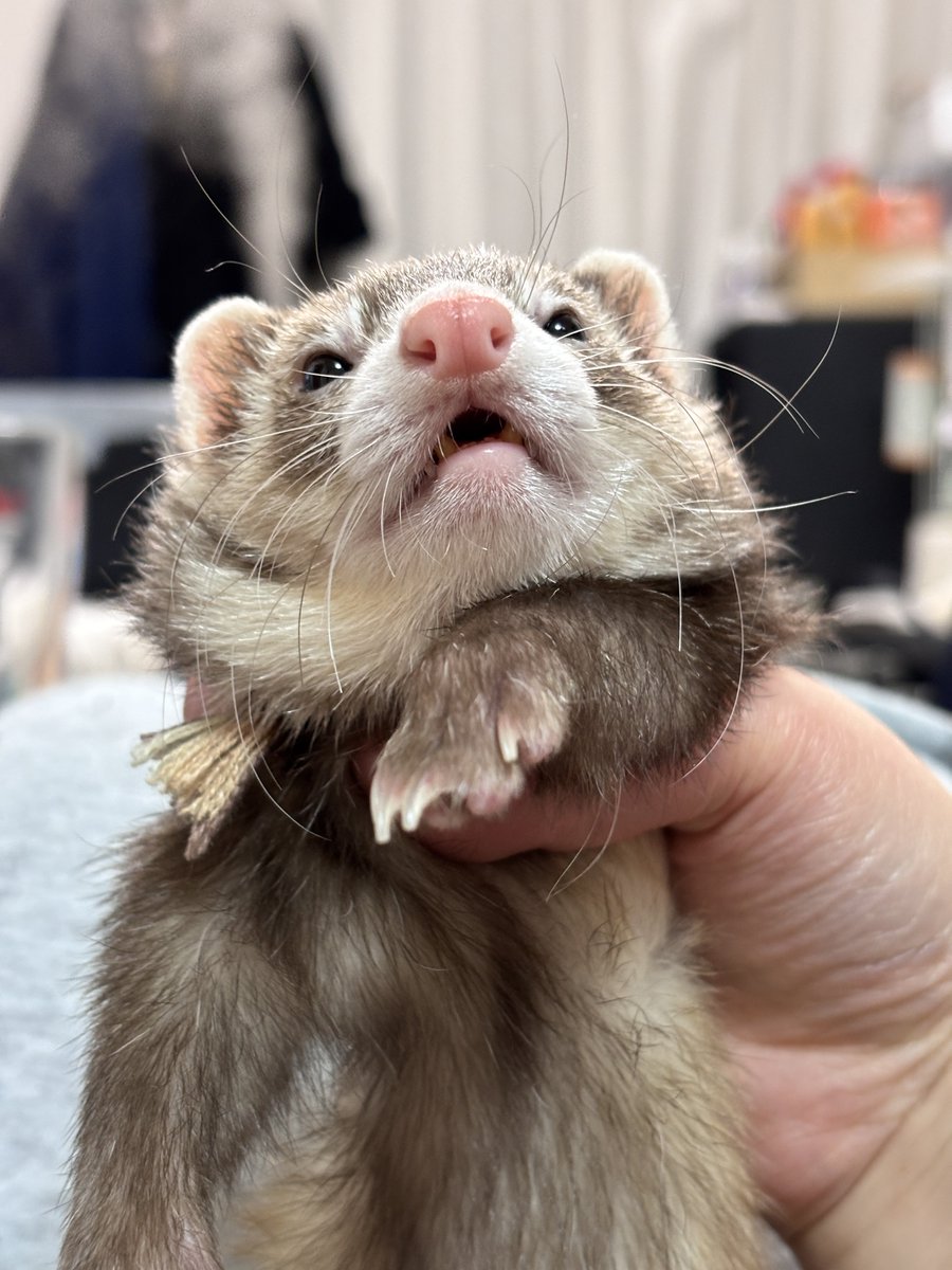 フェレットのちゃーちゃん🦦 tweet media