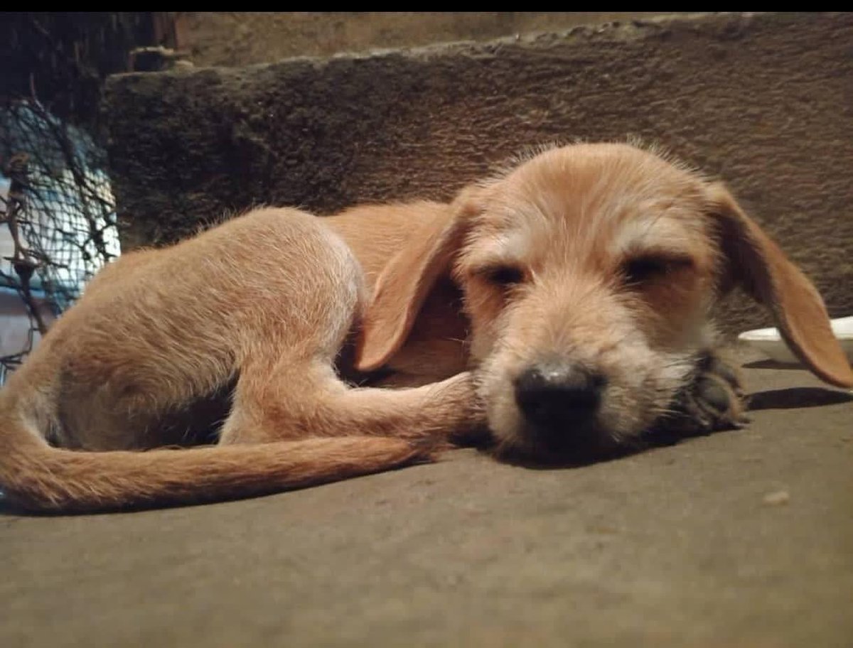 PerroUsuario Wof '•' tweet media