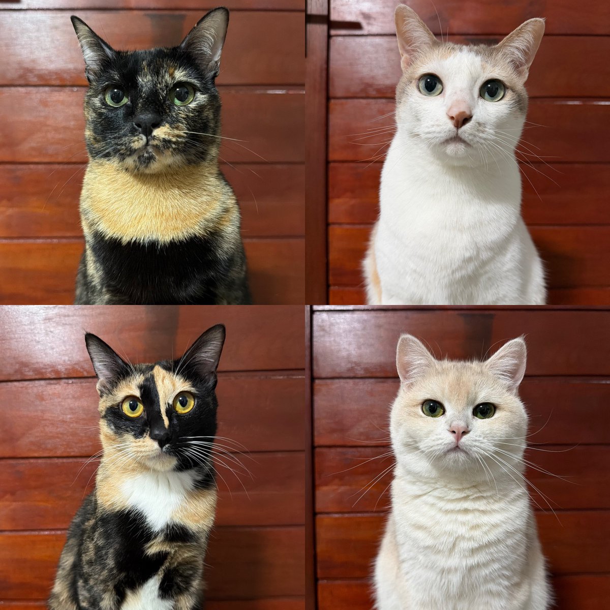 chaom.chaaem tweet media