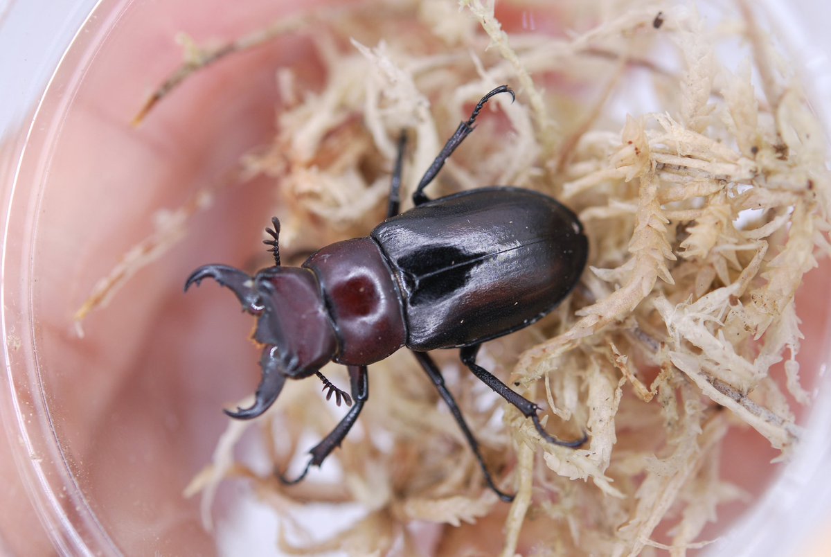 セルヴォラン tweet media