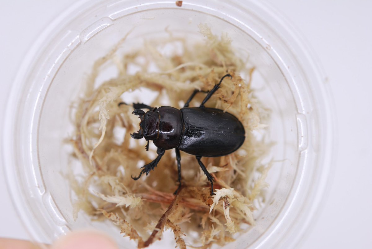 セルヴォラン tweet media