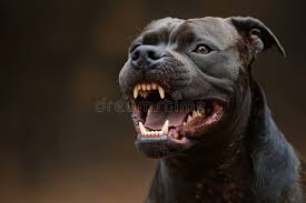 Nilla Wafer tweet media