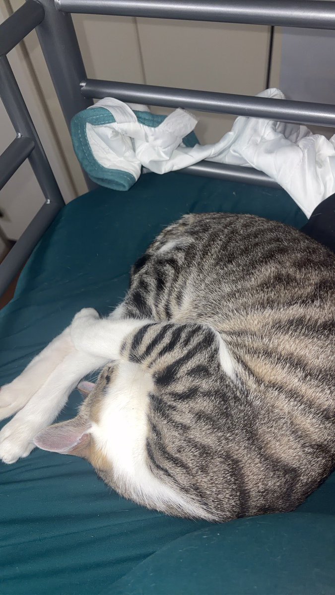 【迷子猫を探しています‼️】

埼玉県三郷市彦成付近にて

3月26日から行方不明になりました💦

目撃した方はリプライやDMをいただけますと幸いです🙇‍♂️

名前：アミリ
性別：オス（未去勢）
年齢：8〜9ヶ月
特徴：鍵しっぽ
　　　鳴き声が低い
　　　暖かいところが好き

#迷子猫 #猫 #迷い猫 #埼玉県