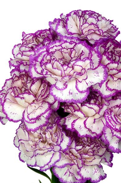 Arturo (travestismo y cuplé) tweet media