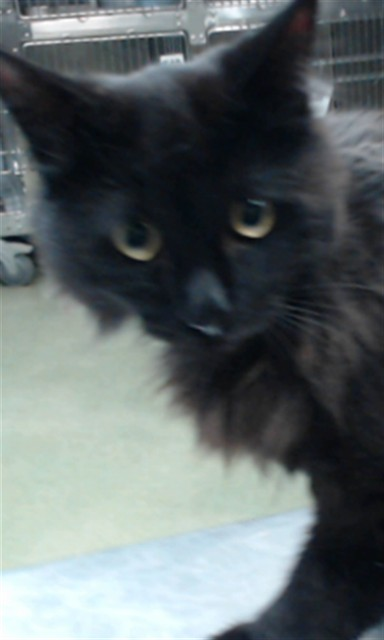 Ally Catmom tweet media