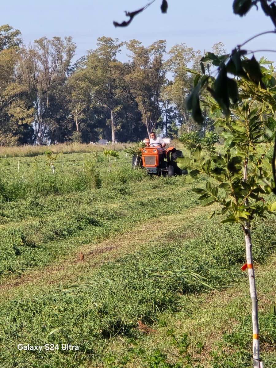 INTA Marcos Juárez tweet media