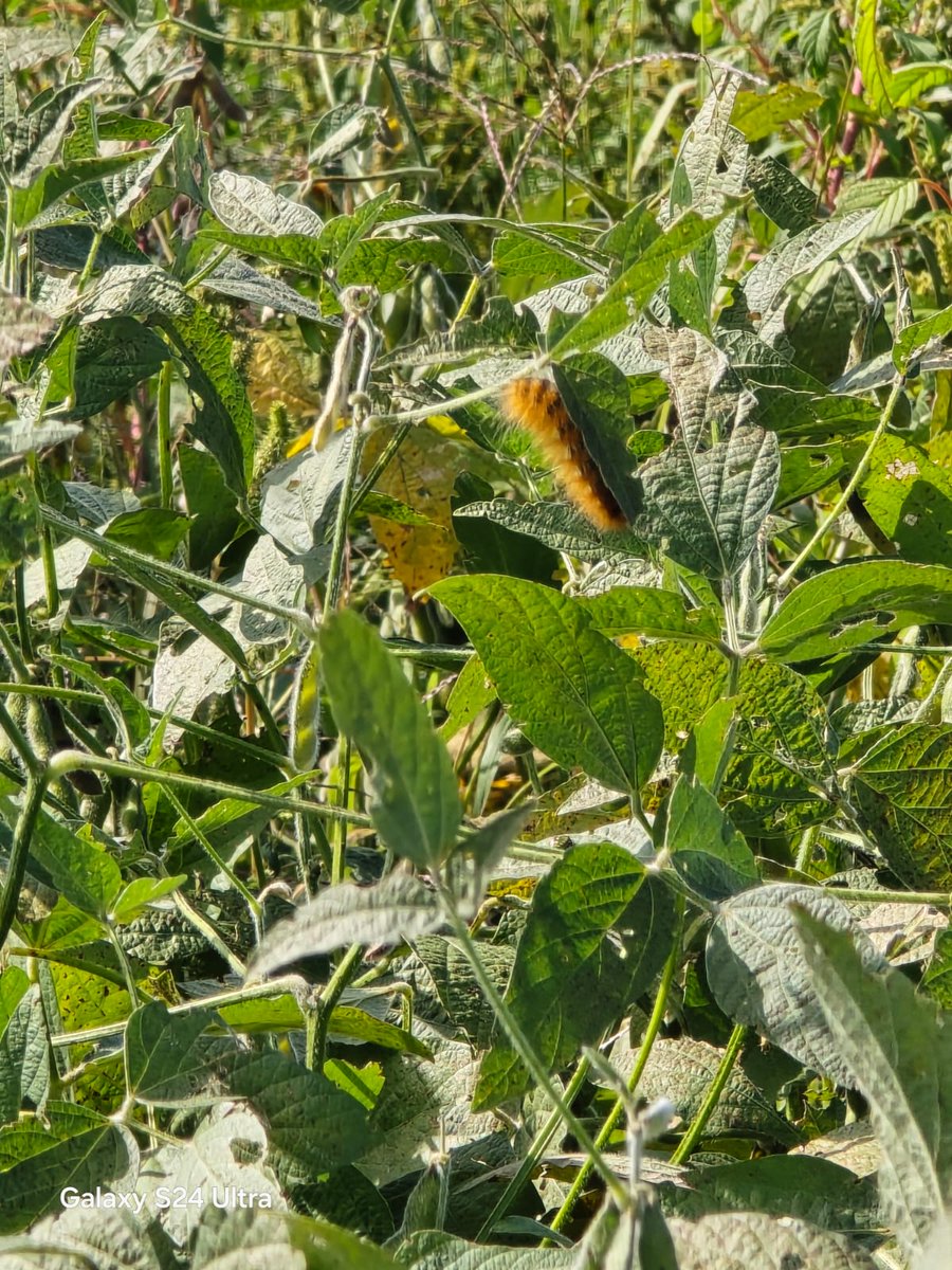 INTA Marcos Juárez tweet media
