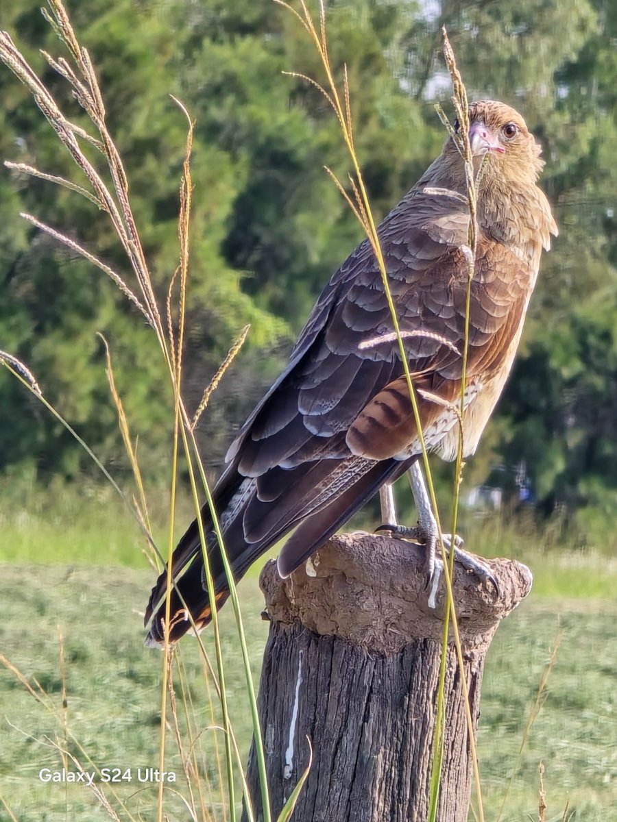 INTA Marcos Juárez tweet media