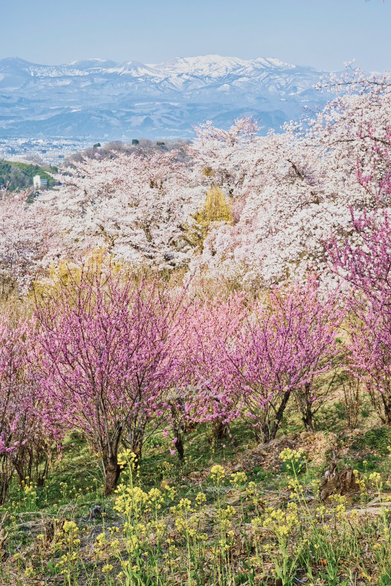 airtime |東北フォトグラファー tweet media