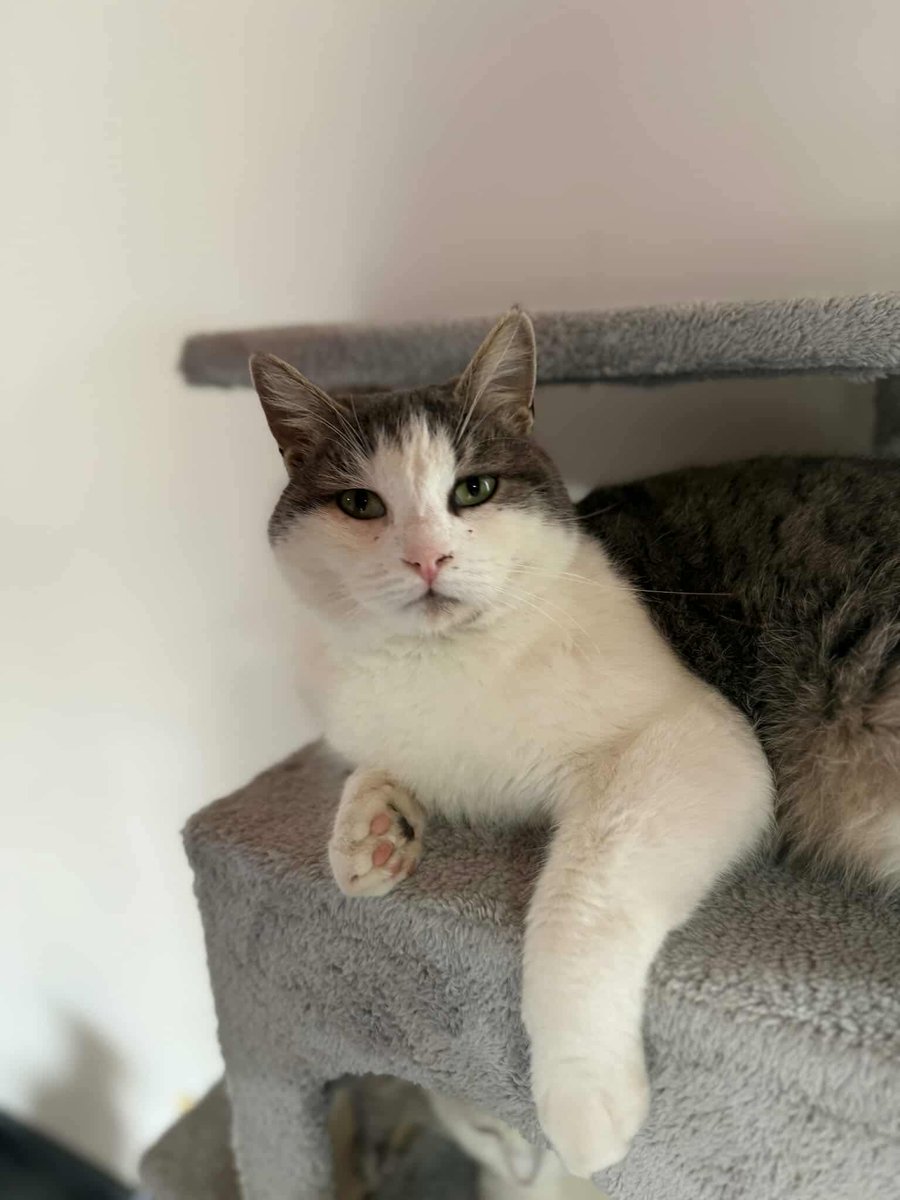 Hepad.hereve1pati 🐾🏡 tweet media