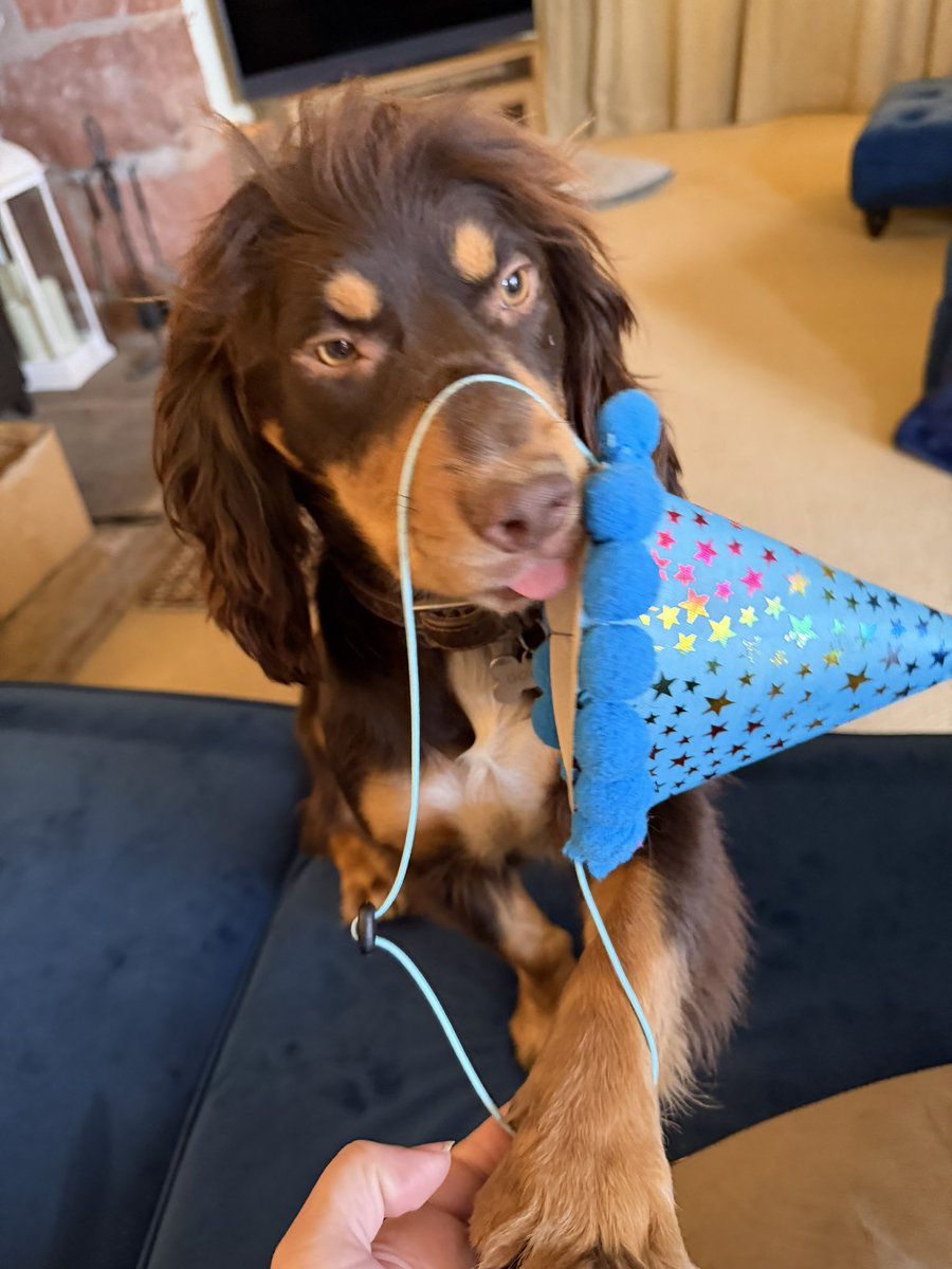 Vinnie & Toby❤️ Jasper🌈 Hartson🌈 tweet media