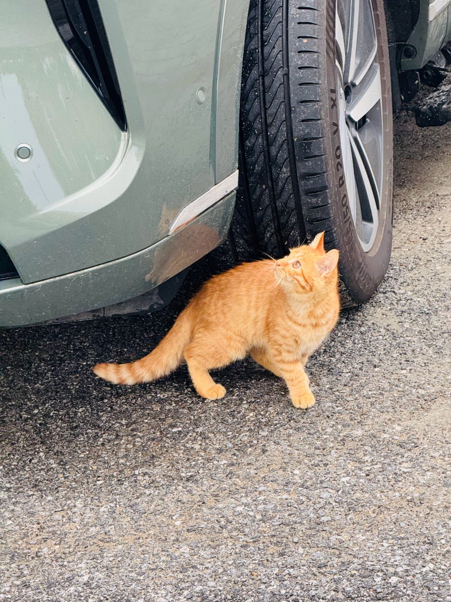 zhibo wang tweet media