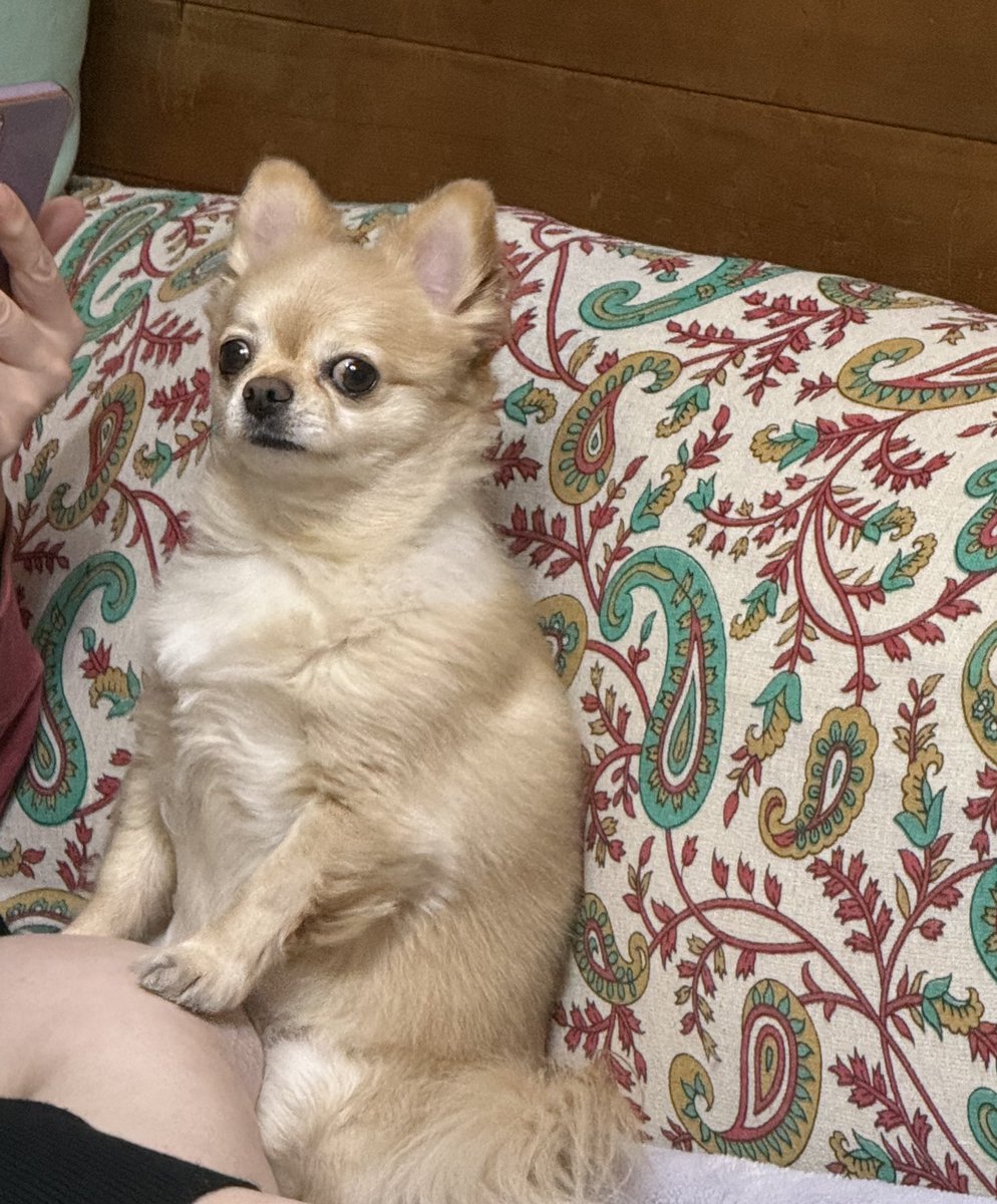 てん（６） tweet media