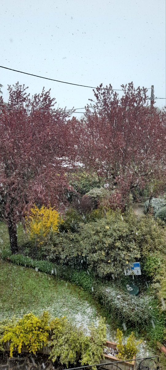 Պario  Պoroni tweet media