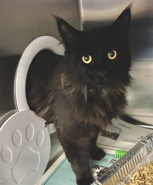 Ally Catmom tweet media