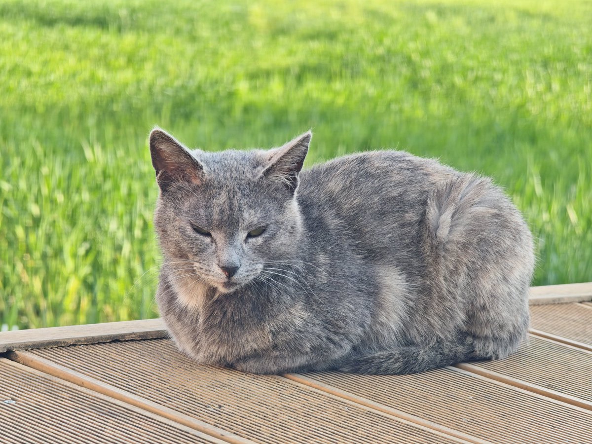 木头人ING tweet media