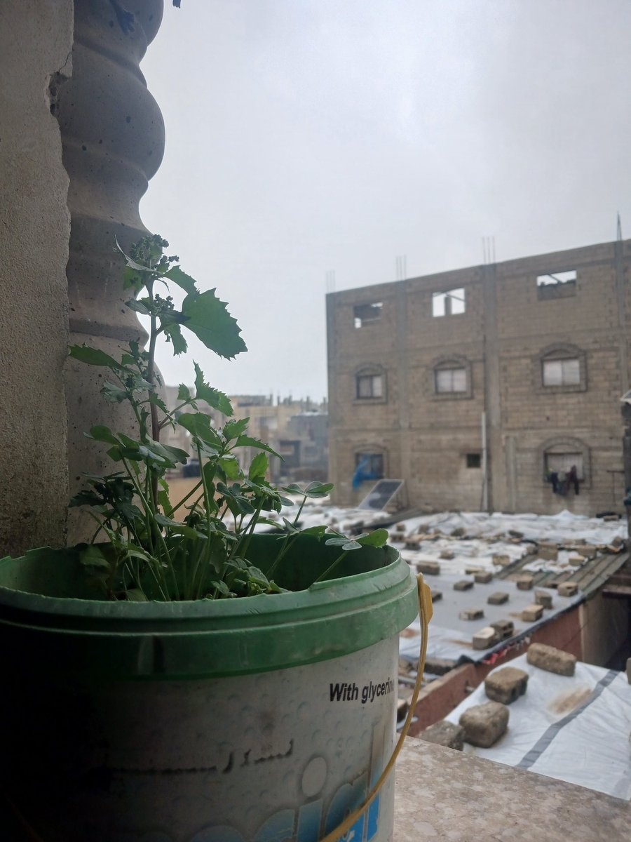 Shereen 𓂆 🇵🇸 tweet media