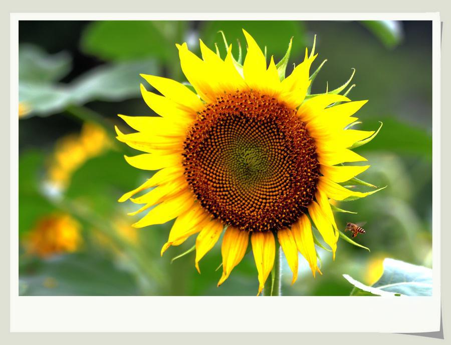 スドール tweet media