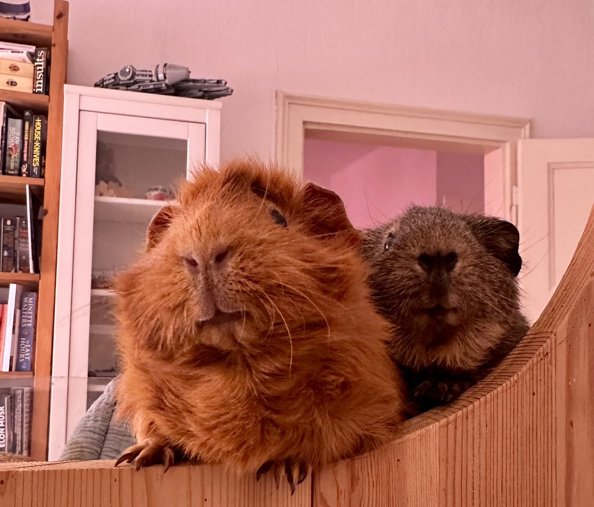 Anna Rebella, the woman, the myth, the legend tweet media