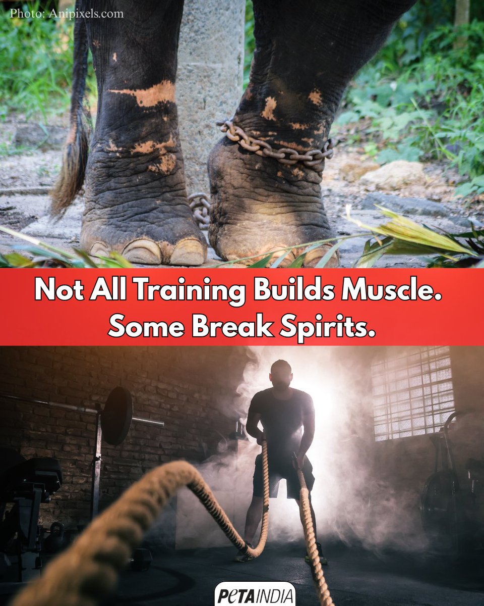 PETA India tweet media